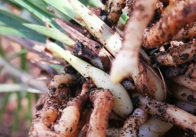 种植|兰花生命力很强，决定能否种植成活的，并不是土壤与肥料