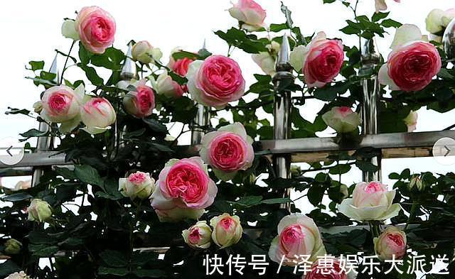 肥料|抓住月季花的“开花季”,做好“1点”,一次开爆“上千朵”