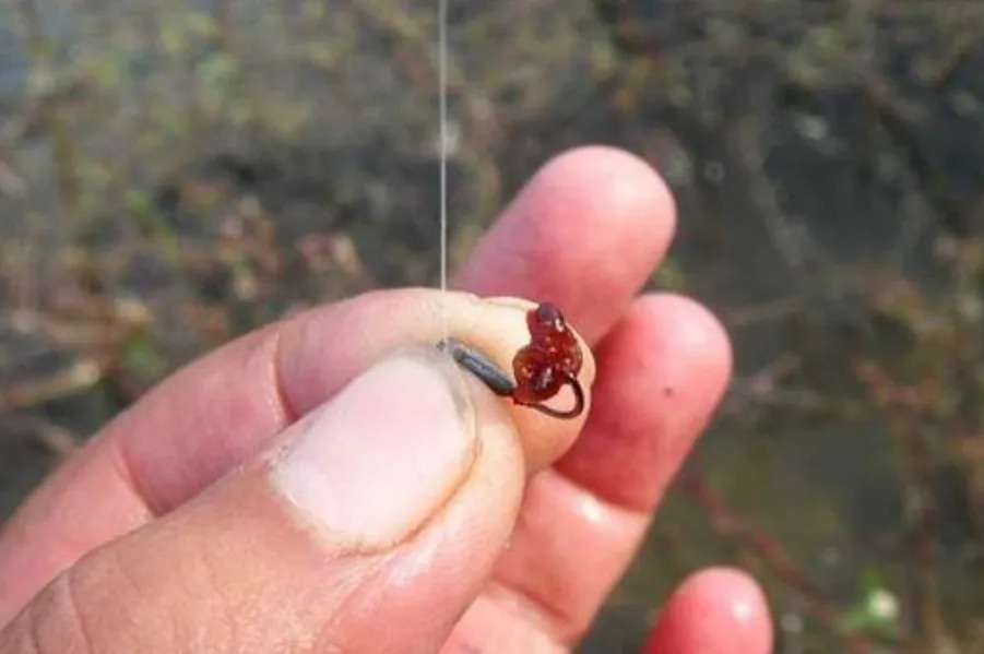 大板鲫|冬天一冷,大鲫鱼反而更好钓,二十年老司机:这套路多数人学不来