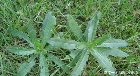 农村常吃的七七芽, 它食用禁忌,你都知道吗,