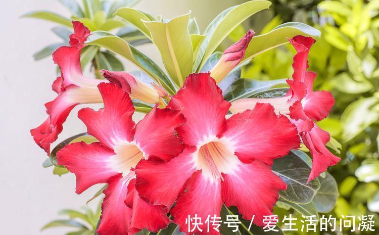 杜鹃花|农历7月1号起，最适合养这些花，花超美，而且阵阵花香