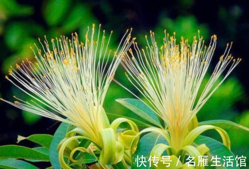 珍惜|4种漂亮盆栽开花很罕见，长出花朵要珍惜，寓意好财运滚滚来