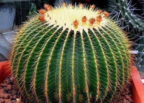 人养花，花也养人，3种花养家里，非常漂亮，净化空气超厉害