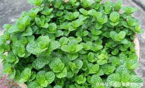 夏天|夏天就养4种花,越热越浇水,盛开时繁花似锦,花色美轮美奂