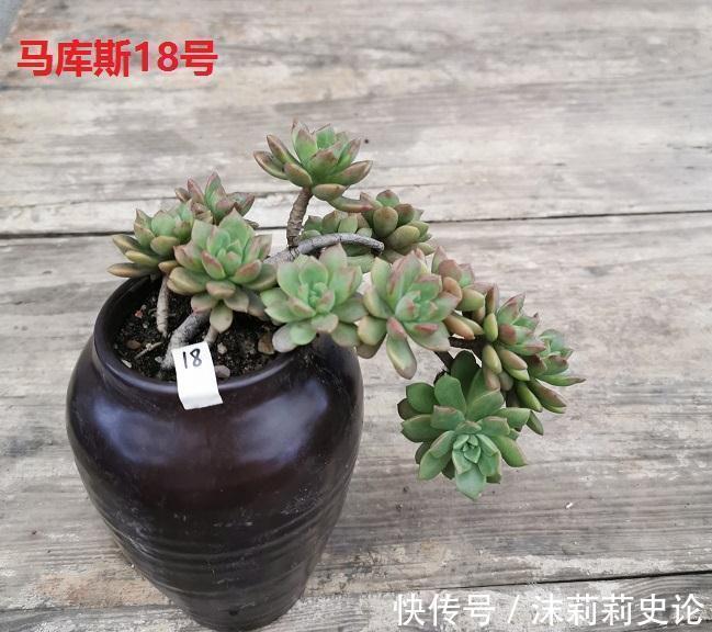 巧克力|多肉植物好养活的几个品种,菲欧娜这个季节还能有粉紫色很美