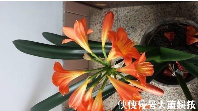 新根|君子兰,不长叶子,不开花用上1个狠招,俩月花箭窜出来