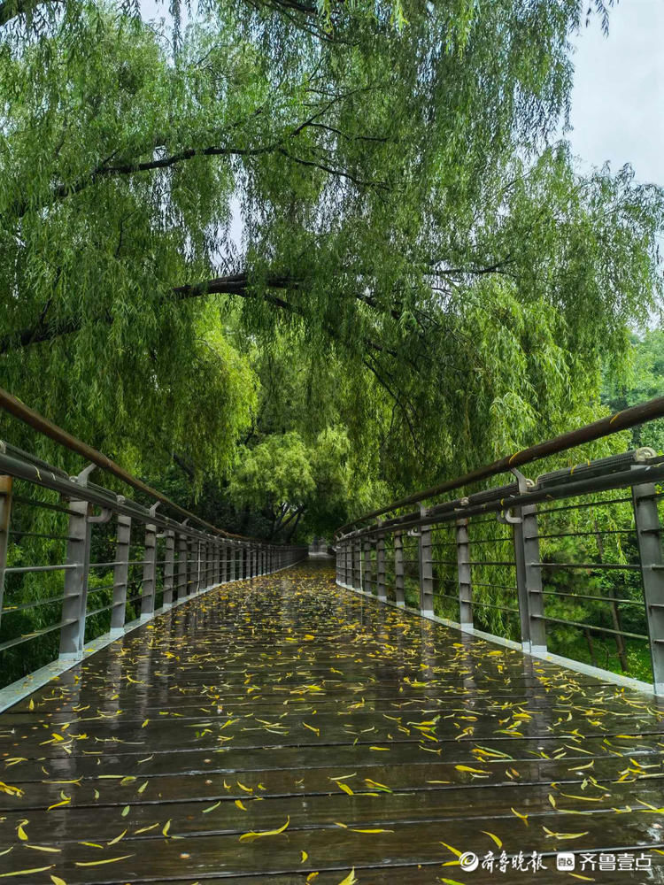 小雨淅沥不停，济南泉城公园美如丹青！雨中漫步悠闲舒适|情报站| 小雨