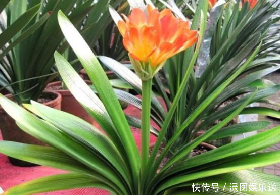 浇水|“一浇水”花就黄叶、烂根，学会3个方法，放心浇水，叶绿朵花艳