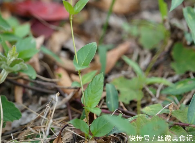 植物|此植物,闻着有一股鸡屎味,吃起来却又清香回甘,咳嗽一吃就见效