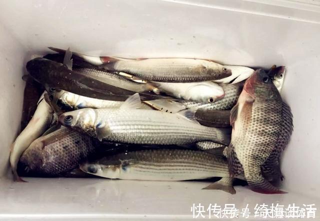 外来|珠江“白草鱼”泛滥,钓友爆护后担忧不已:会不会又是外来物种?