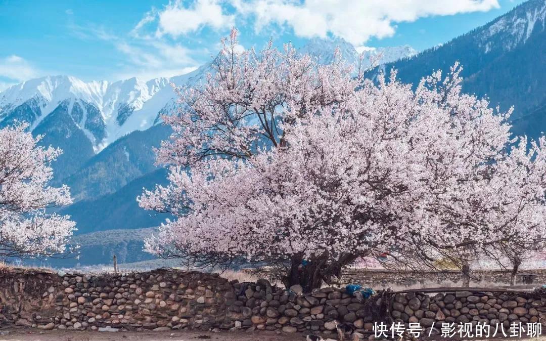 西藏|林芝桃花，开得肆意又浪漫，忽然就想去西藏了！