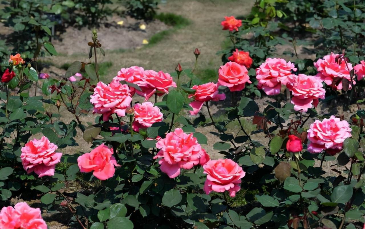 养花行家王阿姨,家里的月季开满盆,原因就是她自制的这种花肥