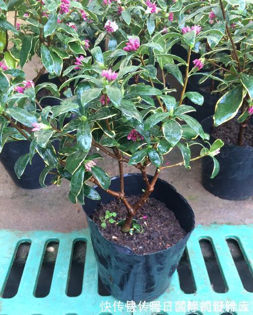 5种“香水花”,妖娆又艳丽,家里养一盆,比香水都好闻