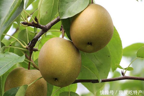 回溪梨|特产早知道——桂花梨