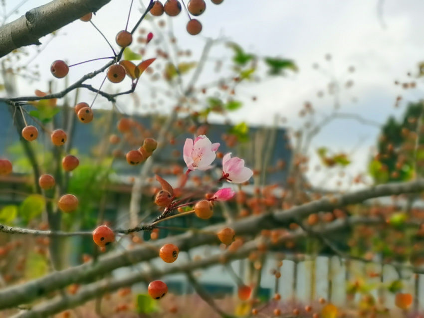 乡村&乡村振兴看简阳：培育家风扬国风