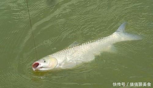 浮漂|钓具选择“坑”很多,这些华而不实的钓具,多数没啥用!