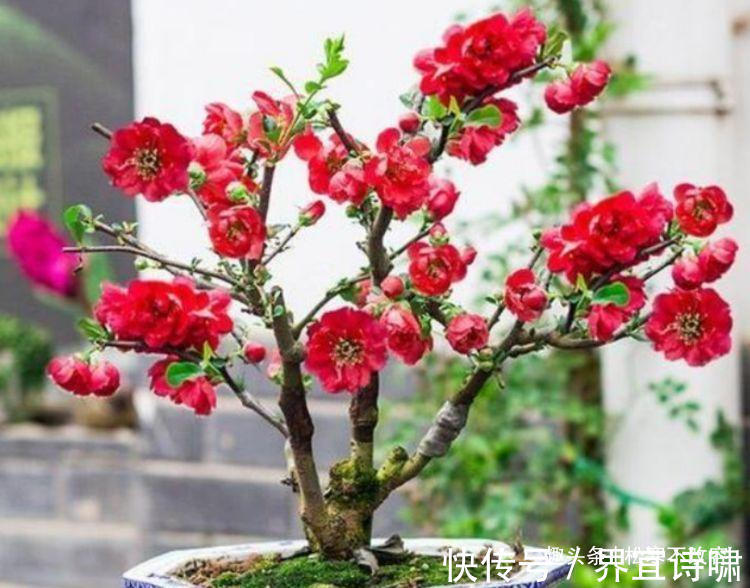 花勤|阳台养这几朵花，花开不断，沾点水就疯长，开花勤还爱爆盆，美