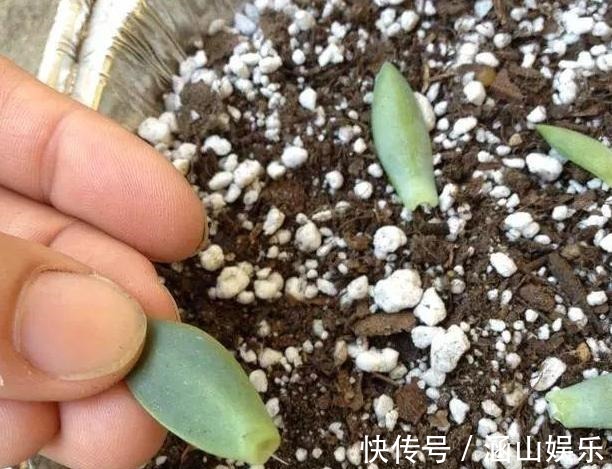 徒长|多肉徒长、叶片又肥又大该怎么解决2步操作,让它过夏就变美