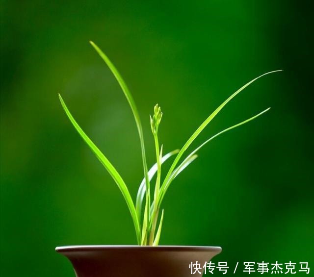 诗词|蕙兰秋意晚——诗词美图集