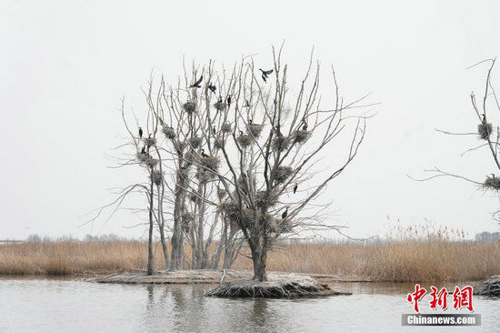 齐齐哈尔：候鸟嬉戏“百鸟湖”