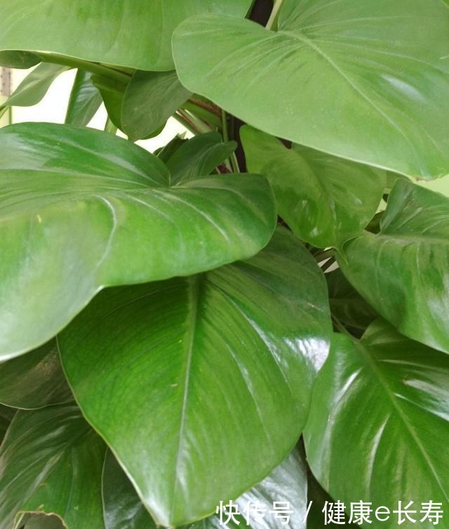 家里有养这5种花,别老是拿去晒太阳,容易晒出问题!