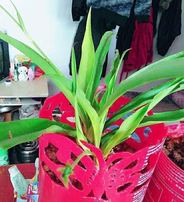 洗衣液桶如何制成养花神器这样几步操作,让它们分分钟大变样