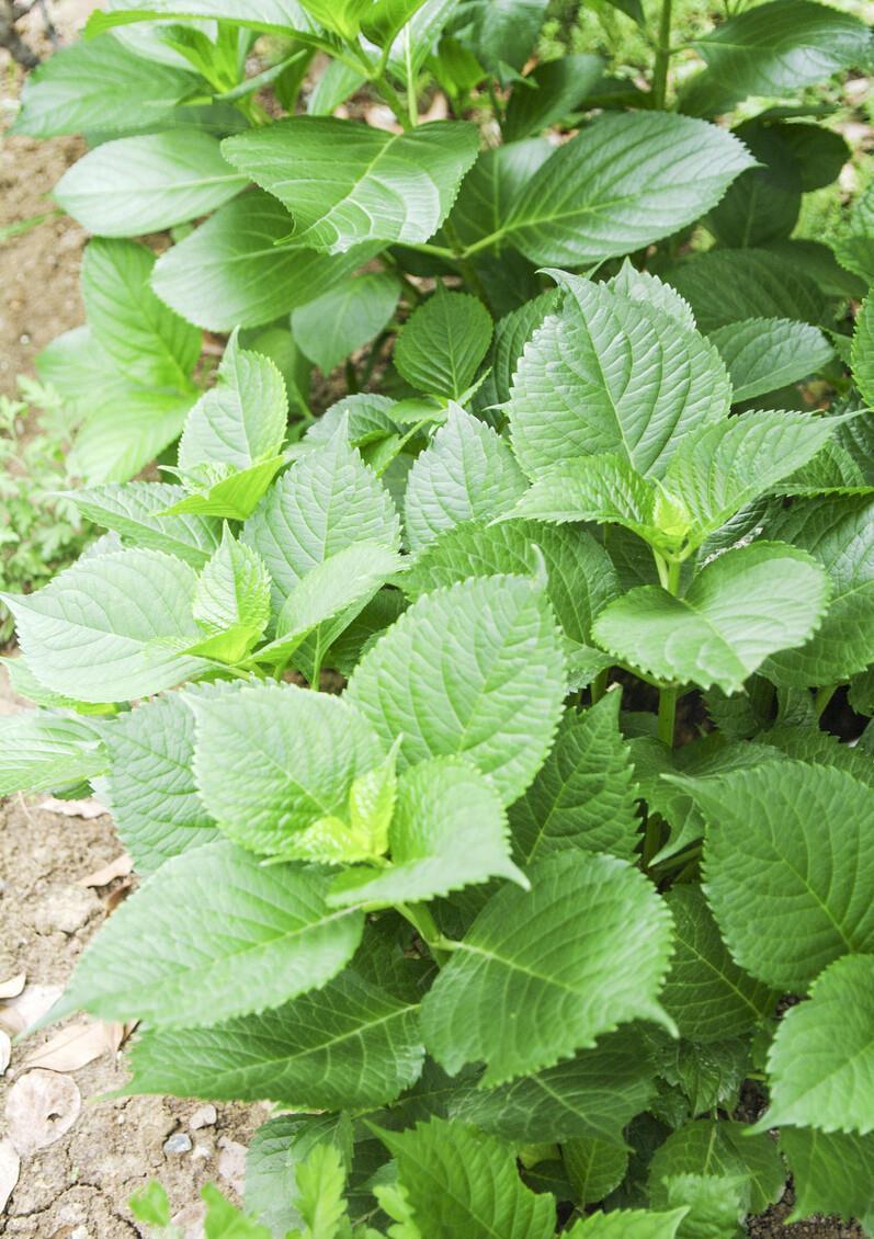 提醒:养绣球花,这些事情再不做,就晚了