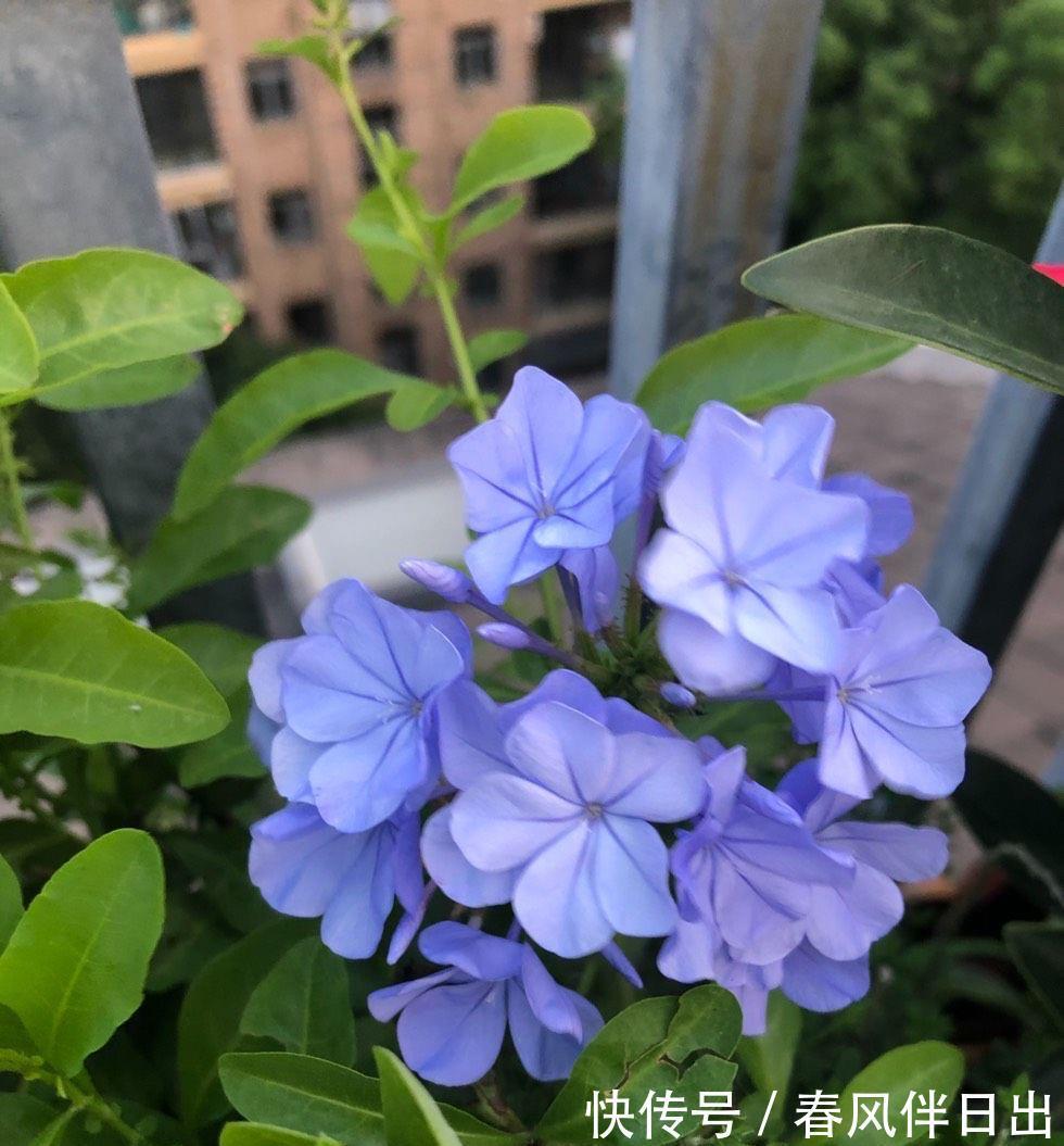 残花|夏天的蓝雪花,做好3件小事,开花多十倍,清新美丽