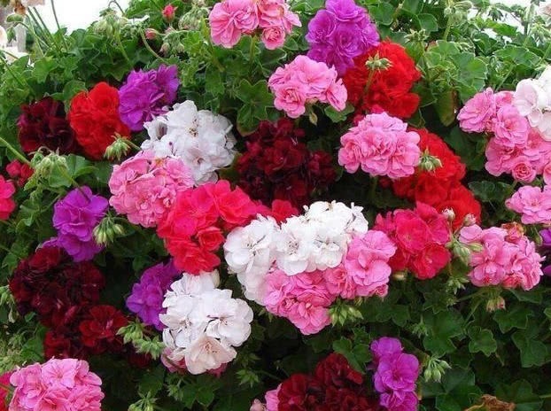 天竺葵如何养爆盆教你1招,花苞嗖嗖冒,轻松开成大花球!