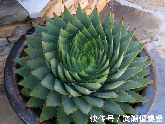一盆芦荟1万多，一棵能长50年，越老越值钱，你见过芦荟女王吗