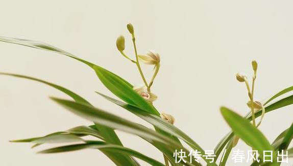 根系|前人传下来的养兰“8字经”，是对养好兰花的经验和总结，赶紧学