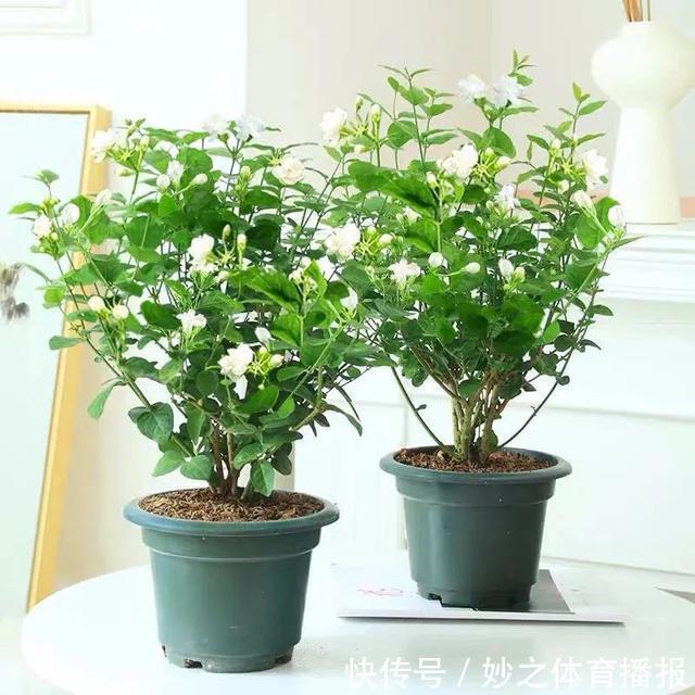 最爱晒太阳的8种花,越晒开花越多,阳台养几盆,开花成海