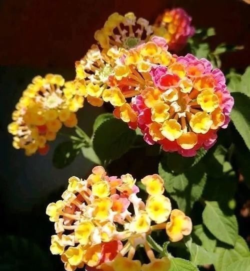 “最累”的8种花,花开连续几个月,一次开花几百朵!