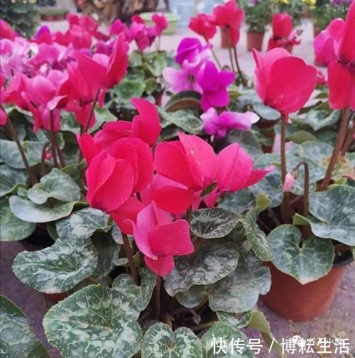 仙客来开花期,给它做4个小细节,开花时间长,花色更美