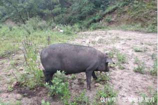 食用|黑猪肉不可随意食用！有两层含义