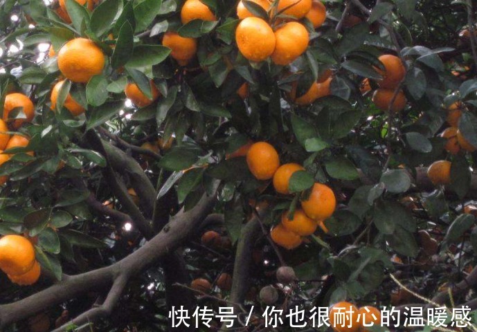 大茴香|被确诊为高血压几种不起眼的食物要少吃,有助于平稳血压