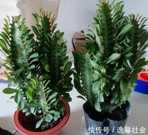 发财树|家里不要乱养花，这3种植物，养人又旺财，聪明的人都在养！