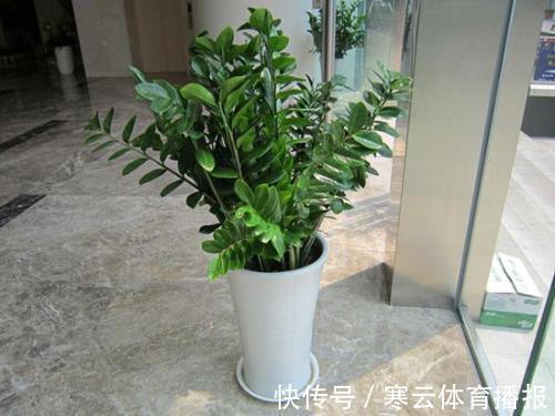 养花|客厅摆盆招财花,空气清新好兆头,富贵人家都爱养