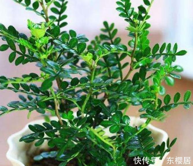 吸毒草|人养花，花也养人，4种花净化空气，杀菌去异味，家家必备！