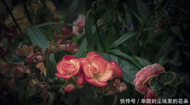 凤仙花|阳台养这5款花,花开比牡丹还美,浇点水就呼呼长,开花爆满盆!