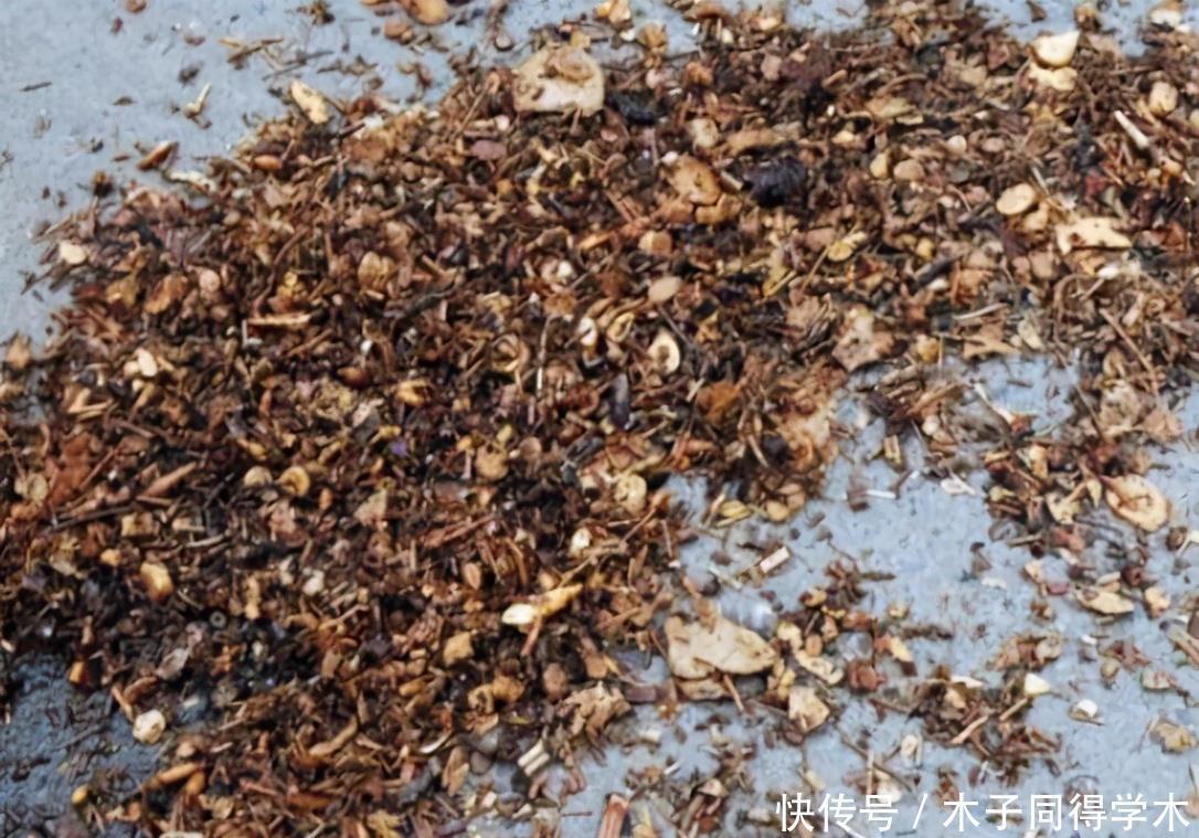 家庭中一些常见的东西,拿来养花是“宝贝”,效果不比买的肥料差