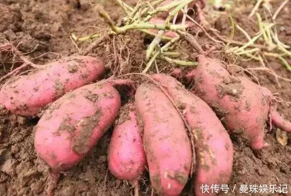 保存红薯有妙招,放一年都不是事,还越放越甜,网友:收藏了