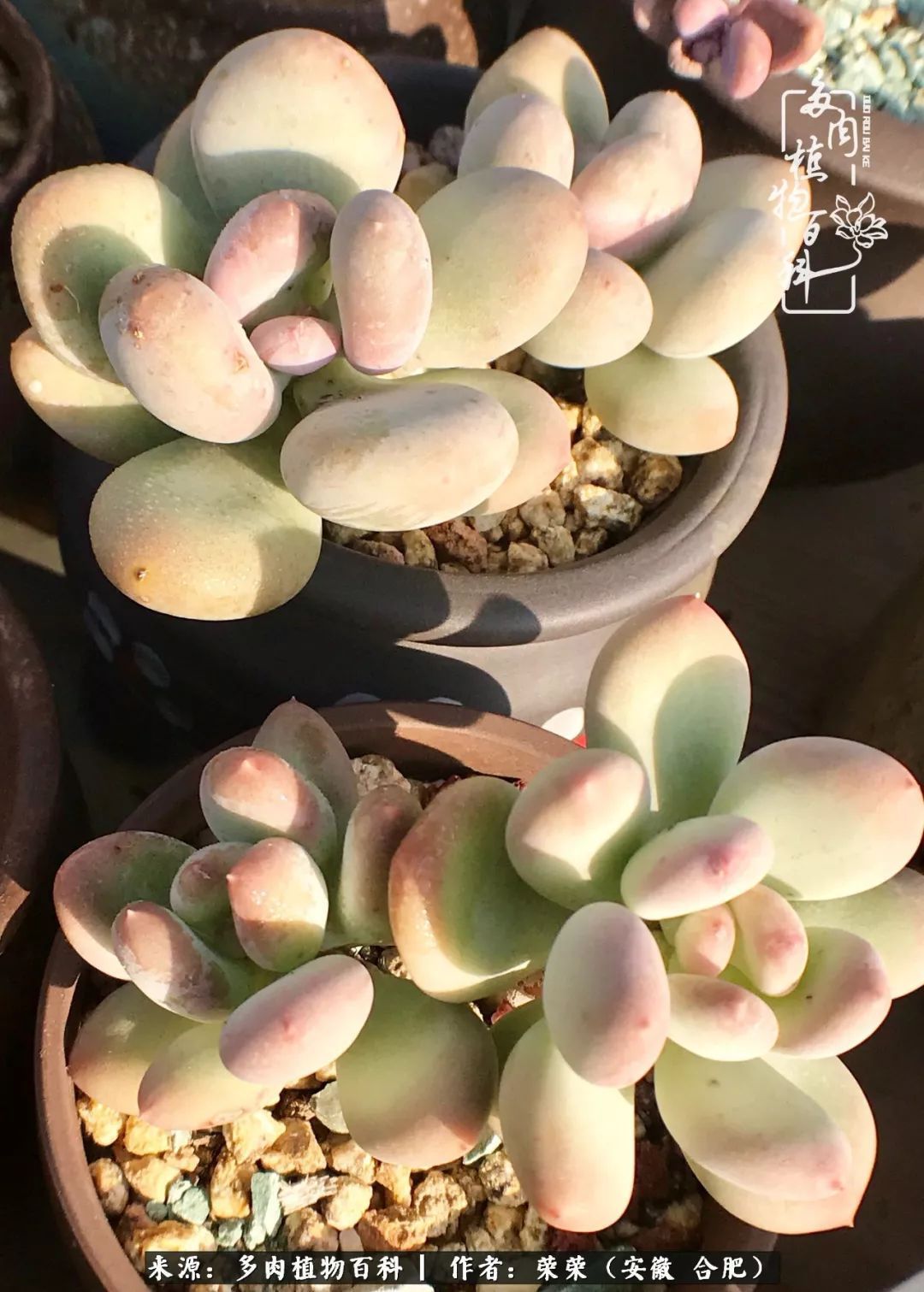 金秋时节,变化带来的惊喜不正是养肉的乐趣所在么!