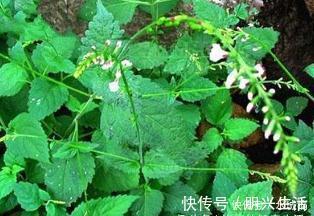 服用|十个人九个腰痛，用此草泡水喝，活血化瘀，腰不痛了，早喝早好