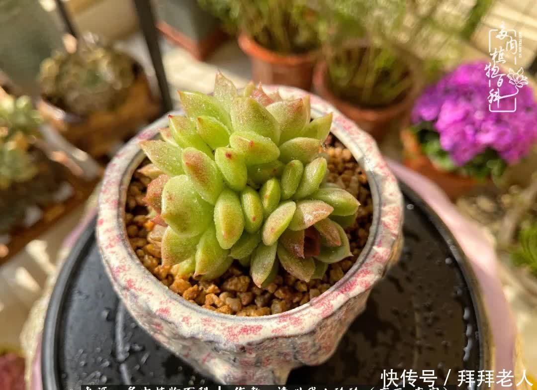 多肉与我,不负时光韶华!