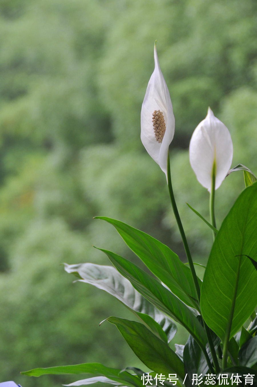 5种“漂亮花”，客厅养最合适，缺少光照，一样枝繁叶茂