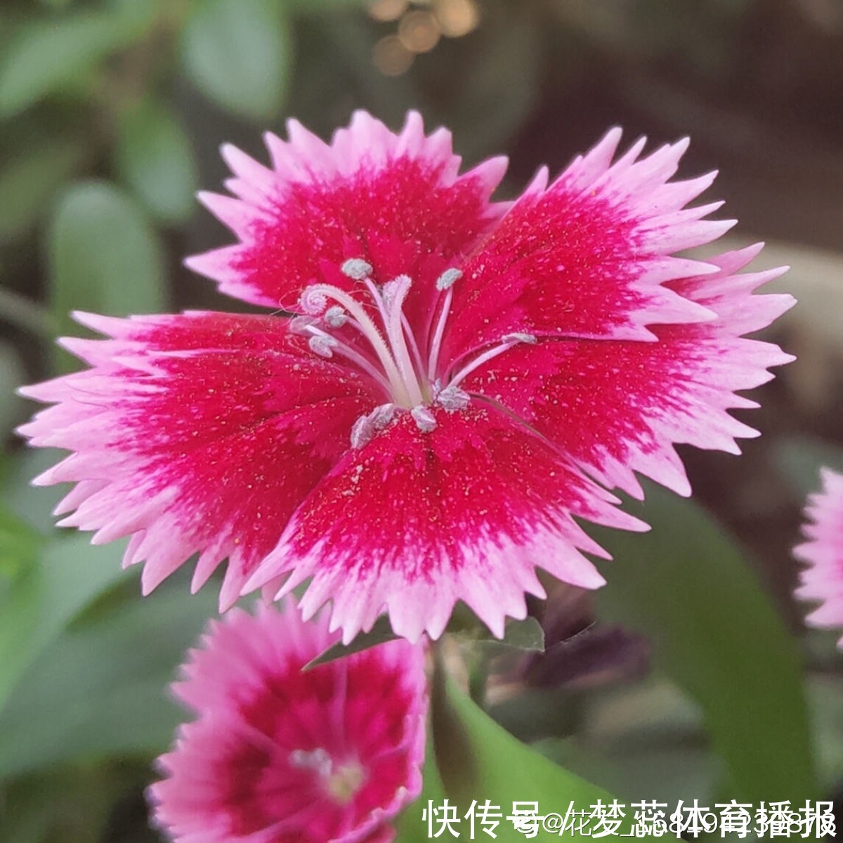 秋天|秋天是养草花的季节,12种草花现在播种,俩月就能开花