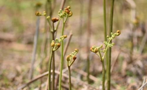 春季吃野菜正当时，这9种野菜，绿色无污染，多吃对身体好！