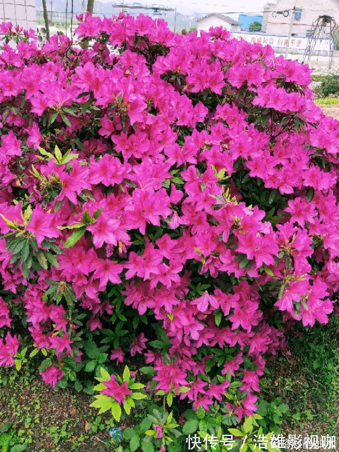 君子兰|君子兰千万别喷水,一喷水就烂叶,3天就要死翘翘!