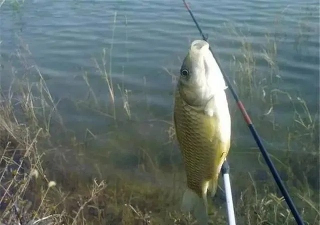 冬钓鲫鱼,鱼口轻怎么办?掌握好这四个技巧,轻松放大漂相动作